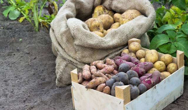 Ang pinakamahusay na mga varieties ng patatas para sa pag-iimbak ng taglamig