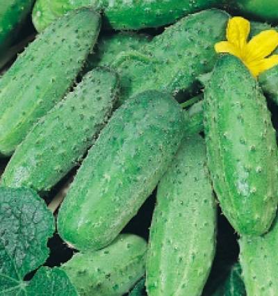 Cucumber variety Erofey