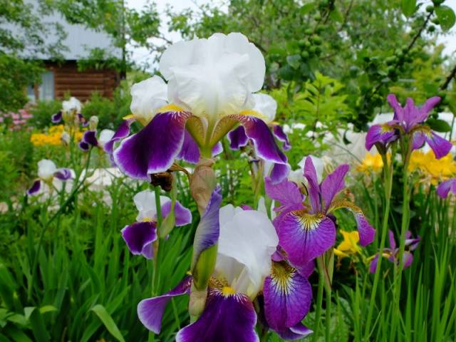 Mga irises na balbas
