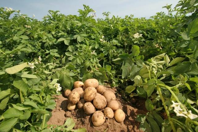 Varieti kentang terbaik untuk Siberia