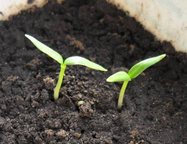 Priprema sjemena papra za sadnju sadnica