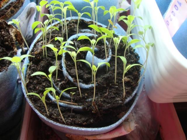 Tomato seedlings in snail and diapers