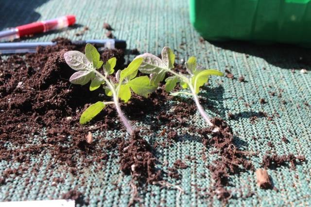 Bila hendak menanam anak benih tomato di tanah terbuka