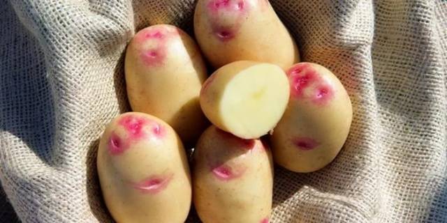 Pommes de terre Picasso
