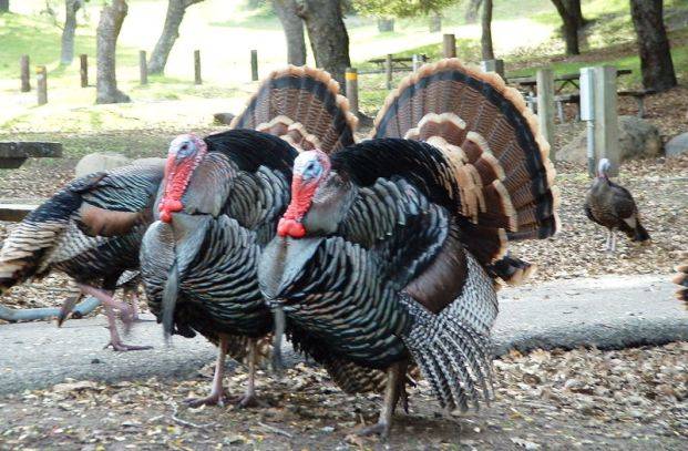 Malawakang dibdib na mga turkey na tanso