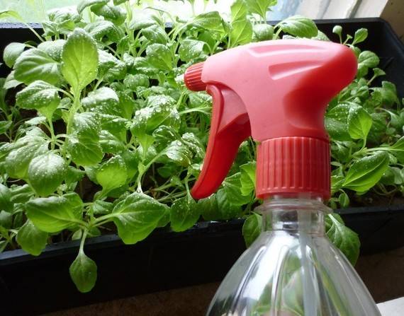 How to feed petunia seedlings for growth