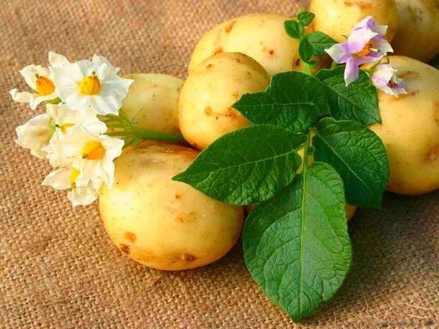 Memproses kentang sebelum menanam
