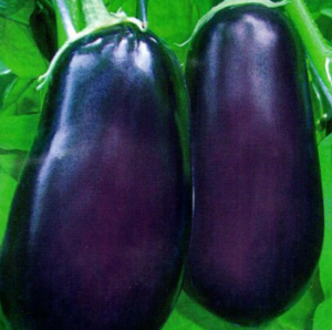 Eggplant Vakula