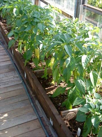 Maagang pagkakaiba-iba ng mga greenhouse peppers